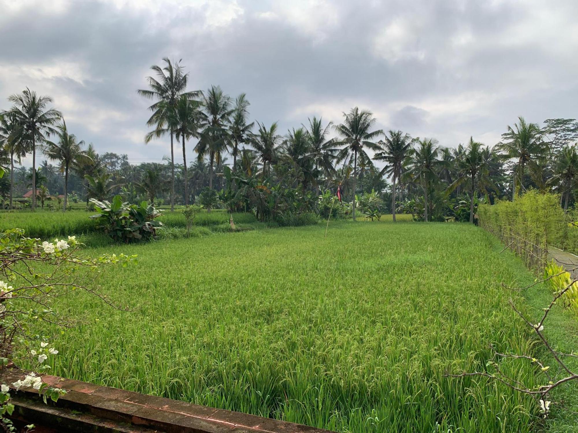Adi Laxmi Villa Ubud Luaran gambar