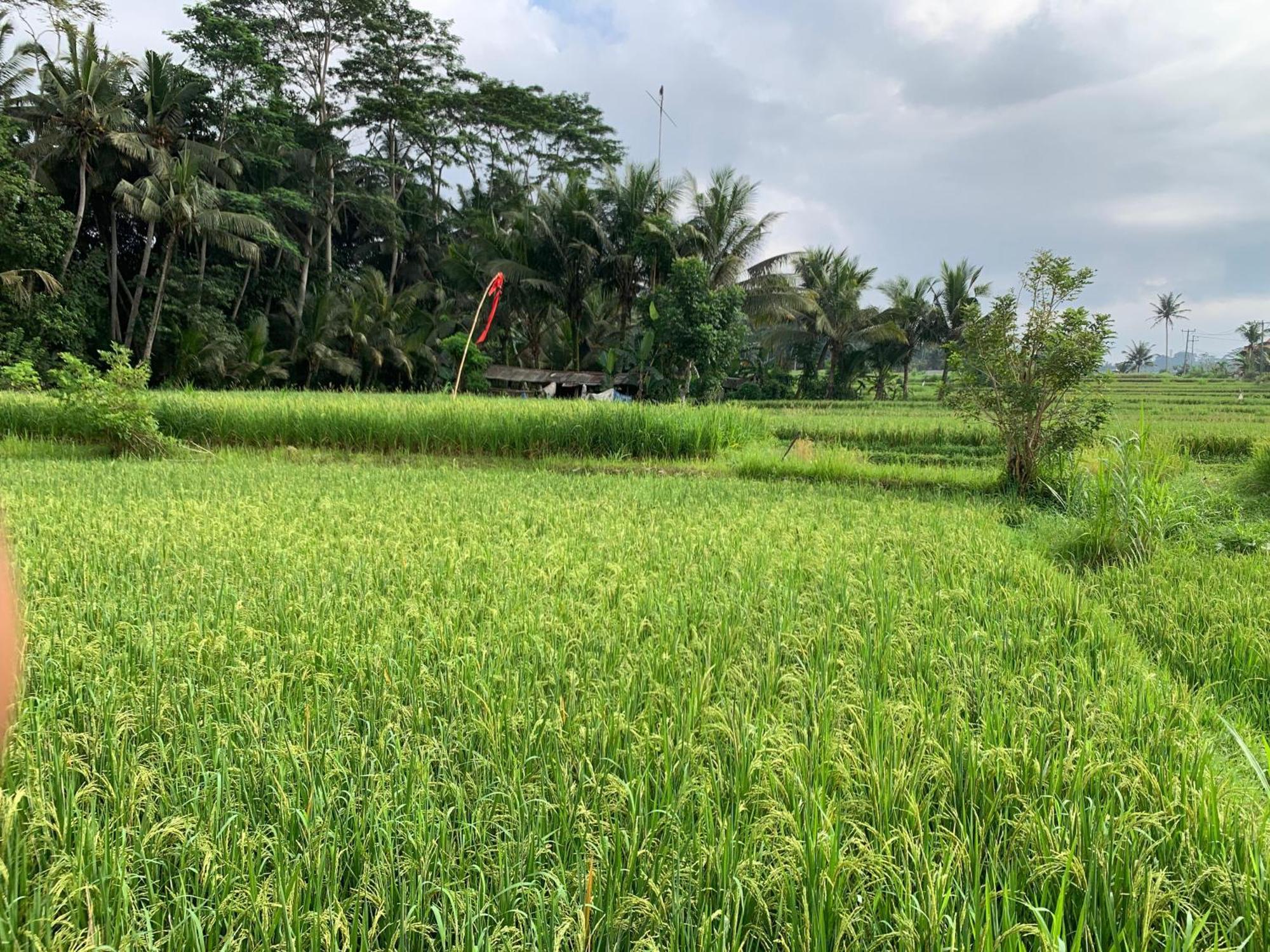 Adi Laxmi Villa Ubud Luaran gambar